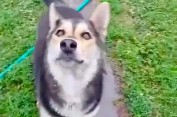 Найдена дружелюбная собака в Москве, ищем хозяина