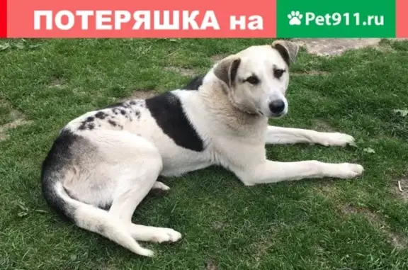 Пропала сука Дворняжка на Пролетарской улице