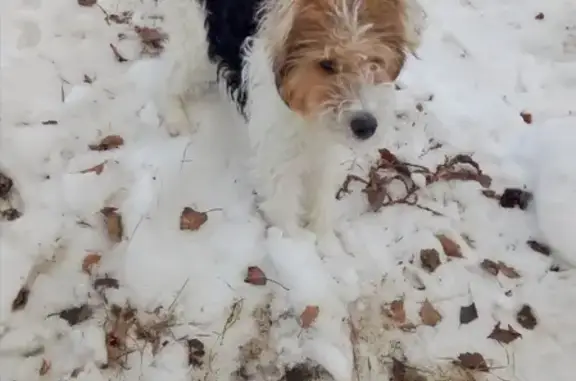 Пропала собака Фокс в Новосибирской области