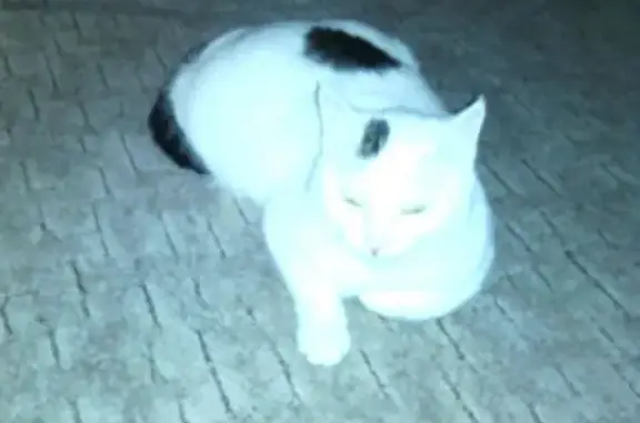 Кошки потеряшки, Киров, фото: Потеряшка белая кошка с черными пятнышками в Кирове