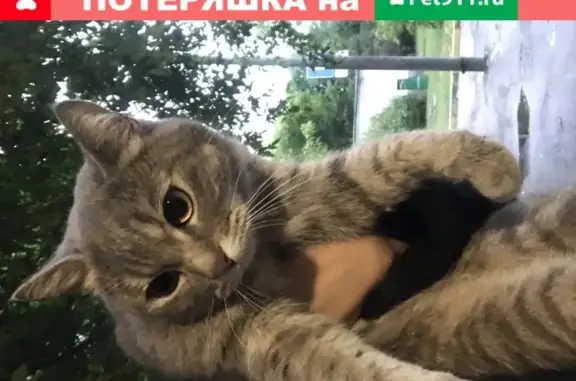 Найдена контактная кошка на Тульской эстакаде