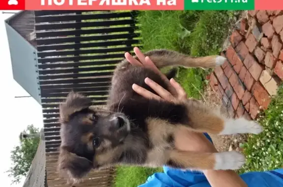 Собака найдена на улице Виноградовых, 1.