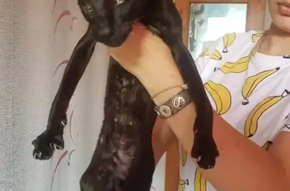Найдена кошка в Цибанобалке, Анапского района
