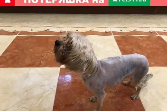 Собака Йоркширский терьер с клеймом в Ставрополе