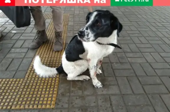 Найден пёс на станции Кусково ищет хозяев