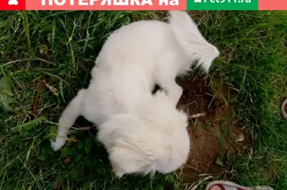 Найдена белая собачка на ул. Раскольникова 33, Набережные Челны