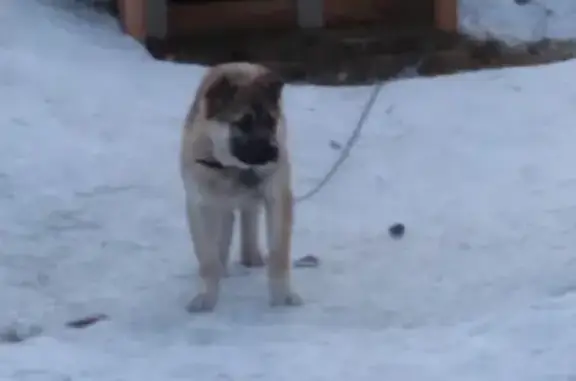 Пропала собака в Иваново