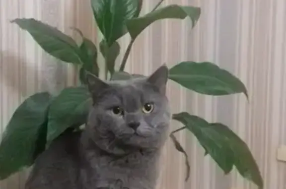 Пропала кошка Дымок на Королева 7А, Красноярск