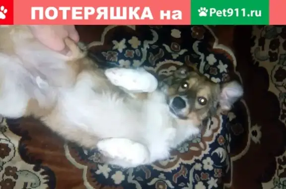 Пропала собака в Новоалтайске: помогите найти!