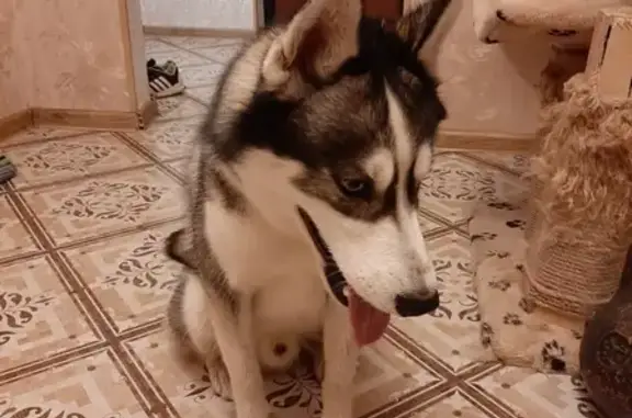 Найдена собака, Москва, фото: Найден хаски на ул. Борисовские Пруды, 44