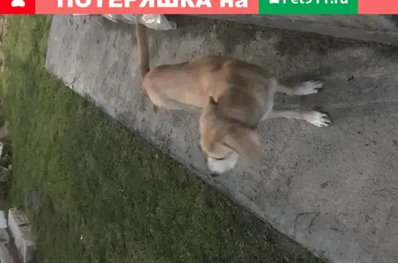 Найдена собака в д. Еремеево, Истринский район