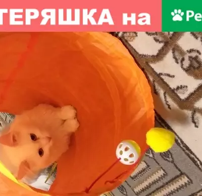 Кошки потеряшки, Новосибирск, фото: Потеряшка белая кошка на Туннельной улице