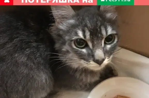 Найден кот на Некрасовской 46 во Владивостоке