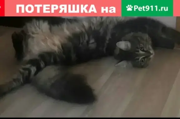 Пропала сибирская кошка с пушистым хвостом возле Балабаново, Калужская обл.