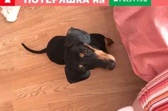 Пропала собака Боня в Кирове, возраст 6 мес.