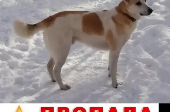 Пропала собака Дейл в Ожигово, Москва