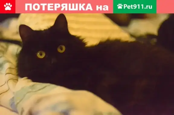 Пропала кошка в Белгороде на улице Победы