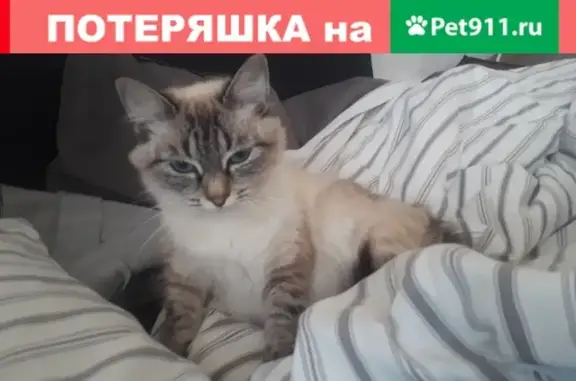 Пропала кошка Дюна на Серпуховской улице
