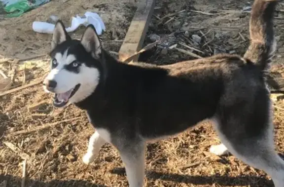 Собаки потеряшки, Архангельск, фото: Потеряшка собака Хаски в Архангельске