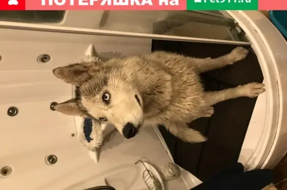 Найдена собака породы Хаски в Менделеево.