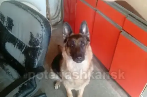 Пропала собака в Новосибирске, кличка Гера, вознаграждение.