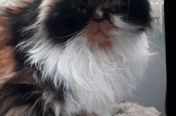 Кошки потеряшки, Новосибирск, фото: Потеряшка кошка на ул. Гребенщикова, д. 11/1, Новосибирск