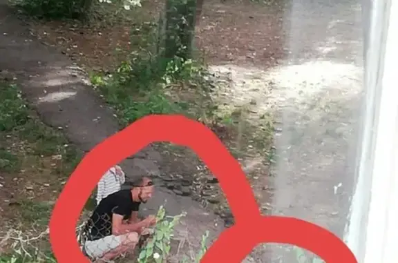 Собаки потеряшки, Нижний Новгород, фото: Потеряшка собака Чара на улице Космическая-Мончегорская!