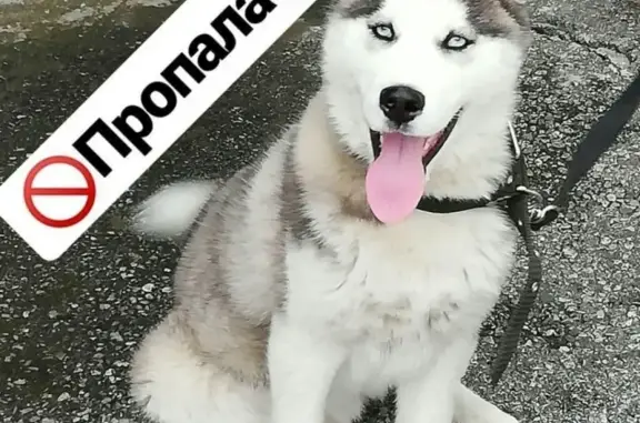 Собаки потеряшки, Ташлы-Тала, фото: Потеряшка собака 