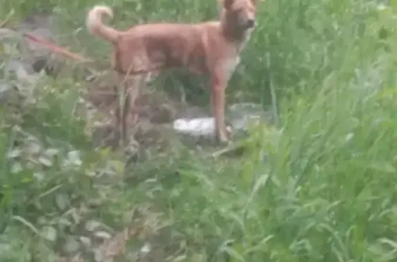 Найдена собака в Рудничном районе, пер. Шоссейный, близ Кирзавода