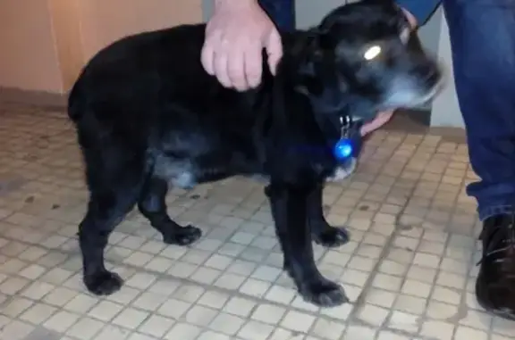 Найдена собака в Дмитрове, ищем хозяина!