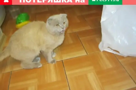 Найден молодой кот на Михайловской плотине, ищем хозяев или новый дом.