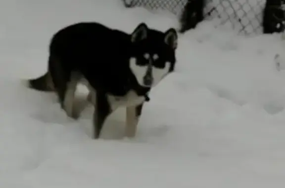 Собаки потеряшки, Кострома, фото: Потеряшка собака хаски Маршал в Костроме