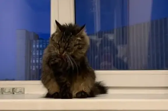 Найдена кошка на Василеостровском районе СПб