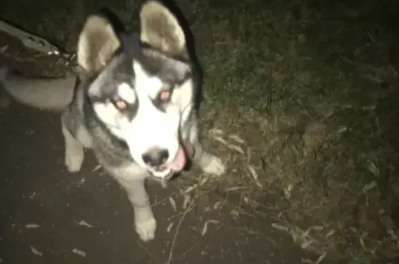 Собаки потеряшки, Москва, фото: Потеряшка хаски в Бирюлёво Восточном, Москва