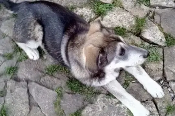 Пропала собака в Кисловодске, помогите найти!