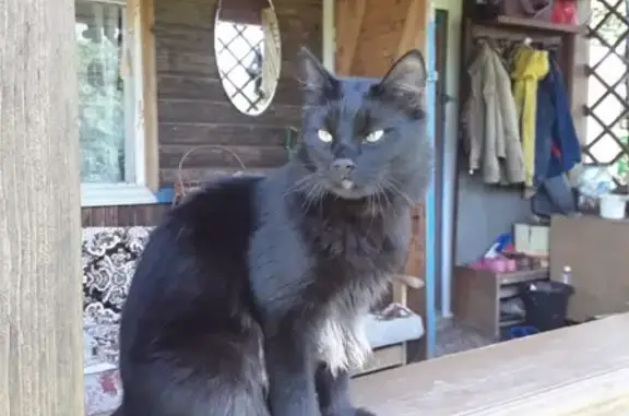 Кошки потеряшки, садоводческое некоммерческое товарищество Нева, фото: Потеряшка кошка в ЛО, Гатчинский район, садоводство Горисполком