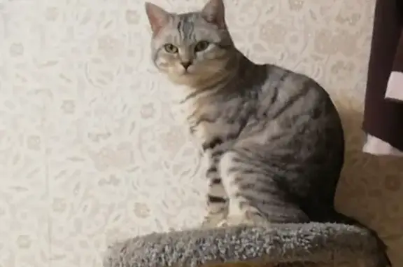 Кошки потеряшки, Темников, фото: Потеряшка кошка на ул. Бараева, 31!