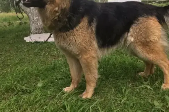 Пропала собака Альма в Чувашии