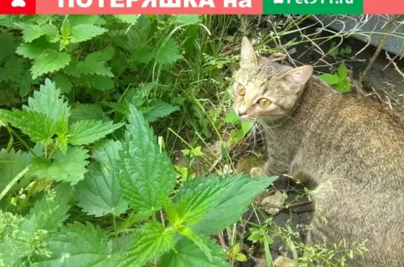 Пропала кошка в районе Розы Люксембург, Почеп, Брянская область