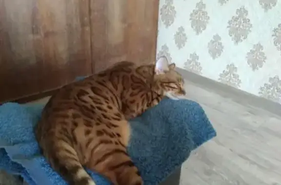 Потерянные животные Дзержинск, фото: Пропала кошка Бася в Дзержинске, вознаграждение гарантировано