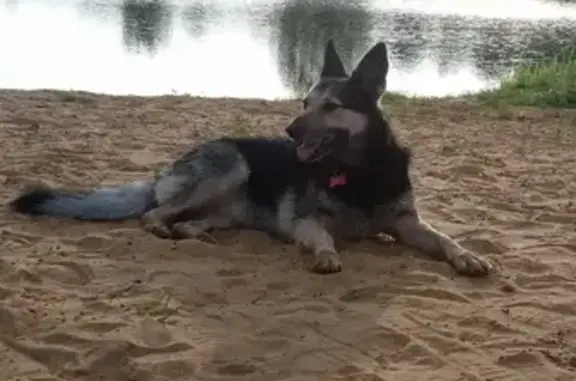 Собаки потеряшки, Липецк, фото: Потеряшка собака в Задонском районе, село Донское 1-е