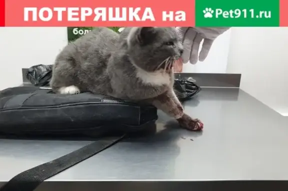 Найдена кошка на Гагарина, сбитый кот на дороге.