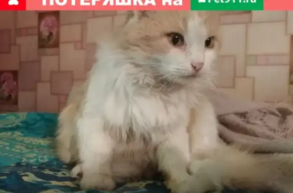 Пропал кот в Прокопьевске, ул. Николая Кузнецова