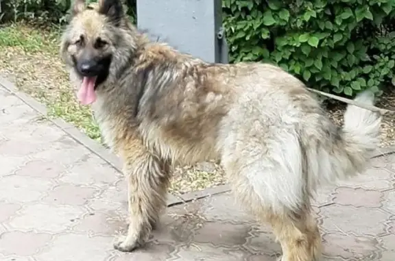 Найден пёс в Ростовской области, ищем хозяев!