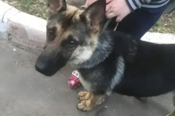 Найдена собака в Йошкар-Оле