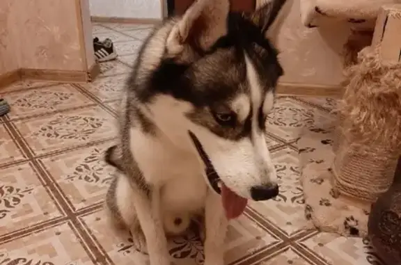 Найдена собака, Москва, фото: Найден кобель Сибирской Хаски в Братеево, Москва