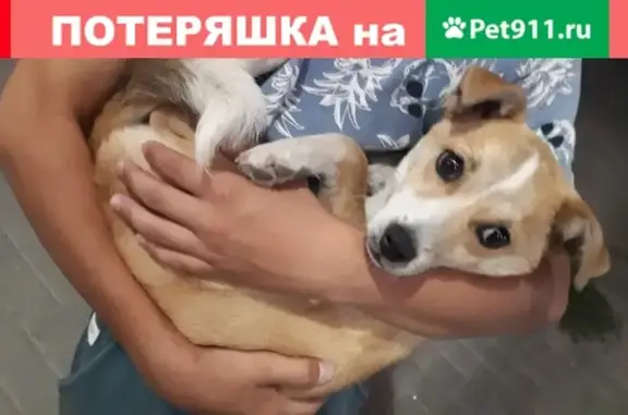 Найдена собака на ул. Мечникова в Ростове-на-Дону!