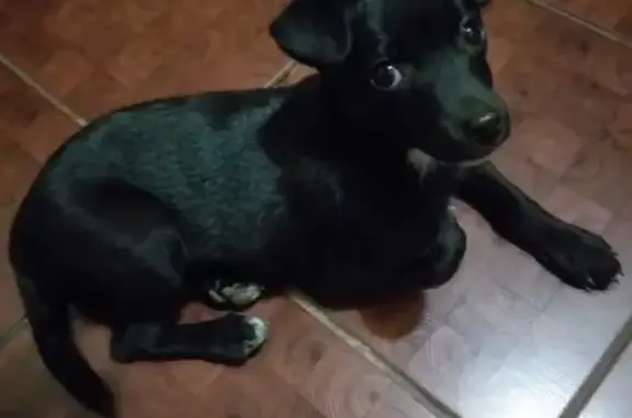 Найден щенок на ул. Кирова в Миассе