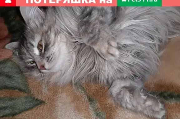 Пропала кошка в пос. Акбулак, Оренбургская обл.