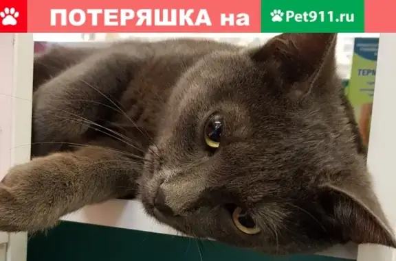 Найден кот на ул. Попова, Киров